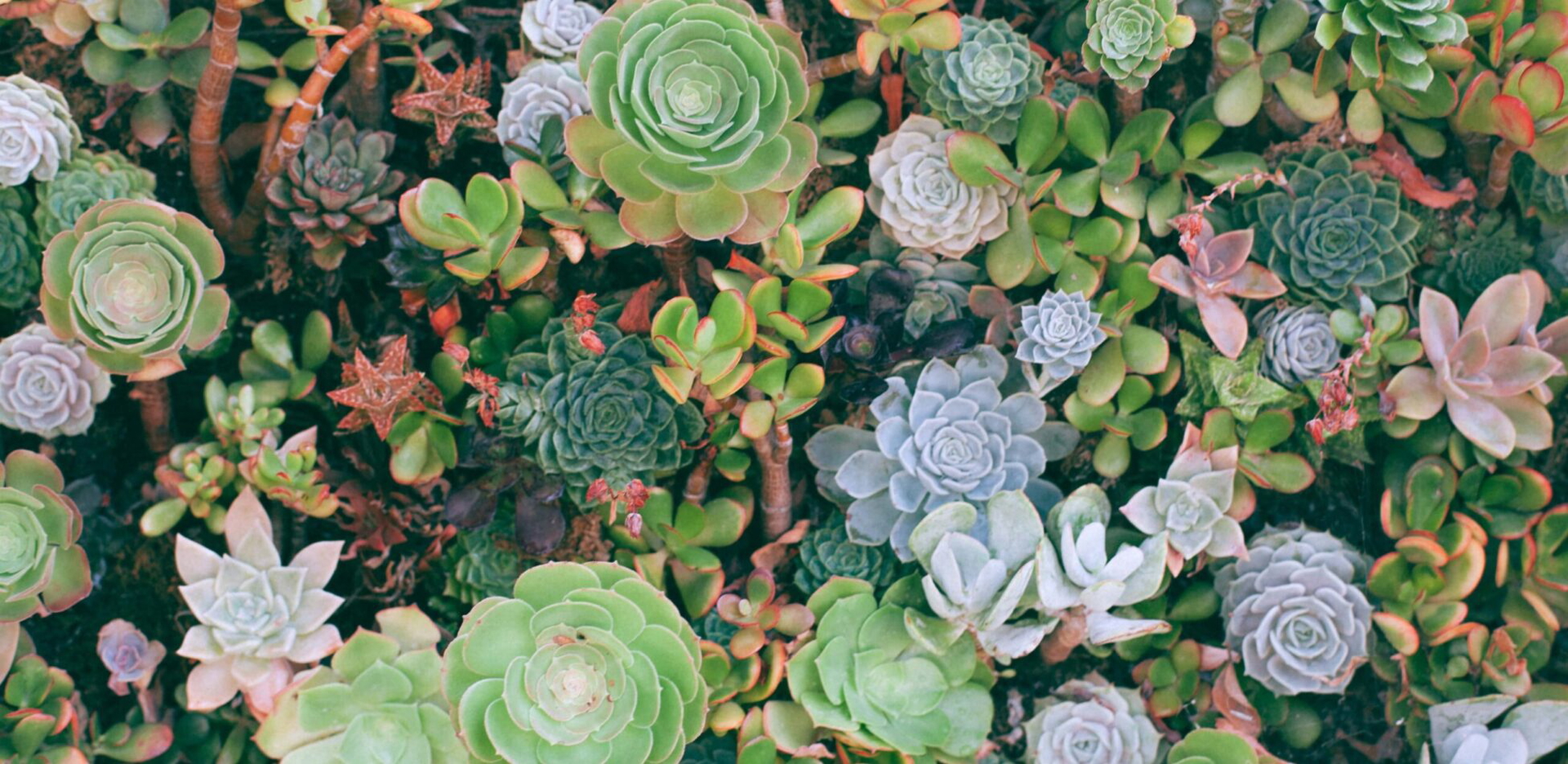 Biophilic Design